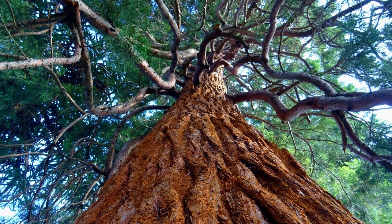 European Tree Of The Year 2022 Castagno Dei 100 Cavalli In Gara Per Italia